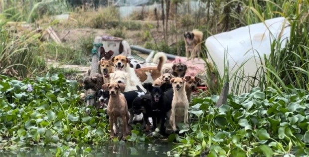 Người phụ nữ thuê trọn hòn đảo, giấu gia đình một mình nuôi hơn 200 chú chó lang thang - Ảnh 1.