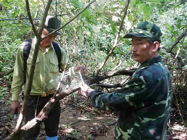 Kiểm lâm Đà Nẵng phối hợp với lực lượng liên ngành tuần tra, tháo gỡ nhiều bẫy thú lắp đặt trái phép để bẫy bắt động vật hoang dã tại bán đảo Sơn Trà.