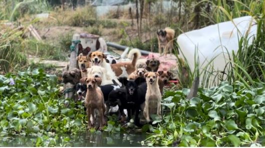 Người phụ nữ thuê trọn hòn đảo, giấu gia đình một mình nuôi hơn 200 chú chó lang thang