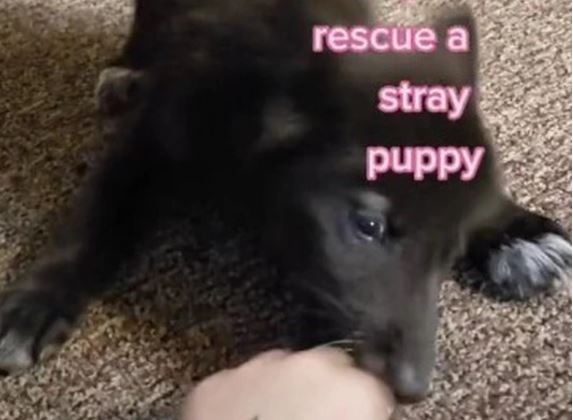 Đem chú chó lạc dễ thương về nuôi, càng ngày cô gái càng toát mồ hôi trước những biểu hiện của con vật