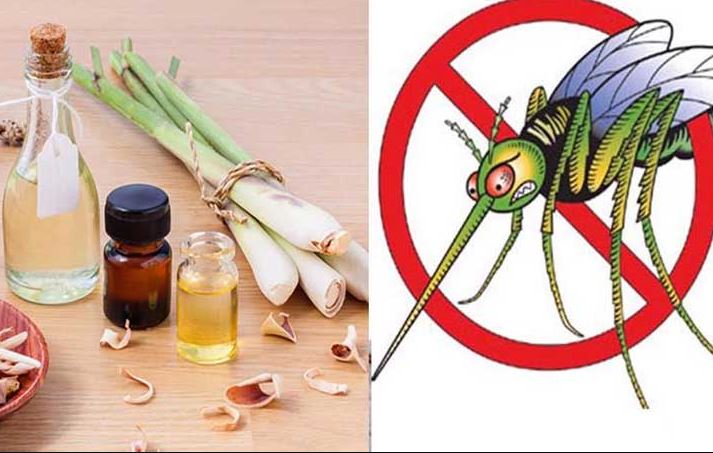 Những cách đuổi muỗi từ nguyên liệu tự nhiên, vừa an toàn lại hiệu quả