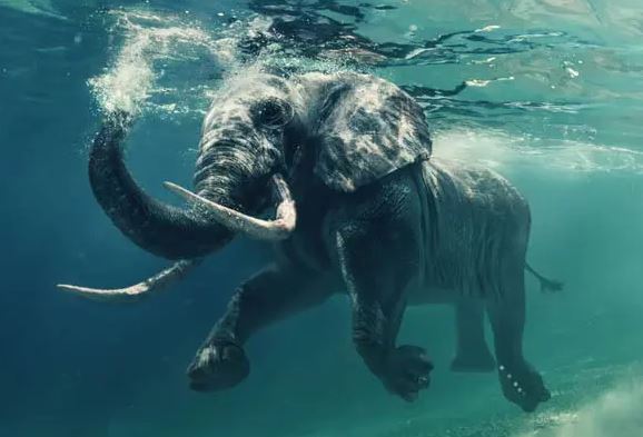 CLIP: Bất ngờ trước những khả năng đặc biệt của loài voi