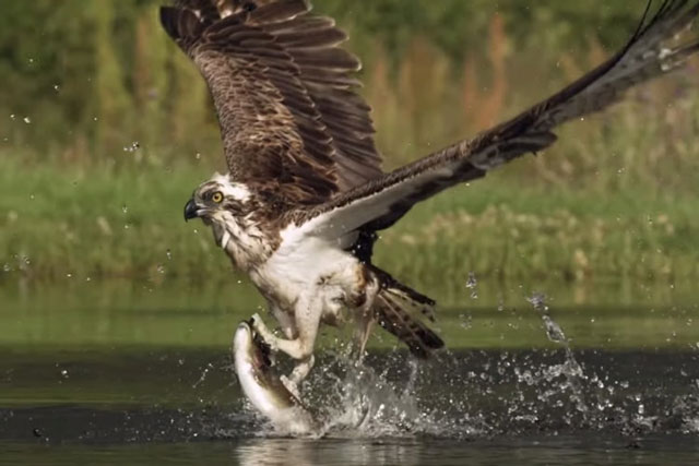 CLIP: Cận cảnh màn săn mồi tuyệt đỉnh của chim ưng biển