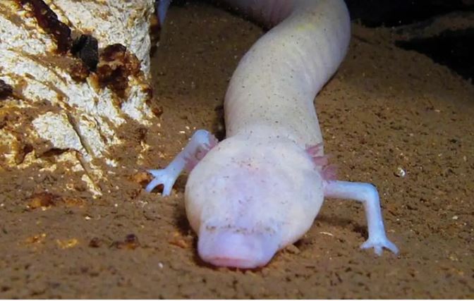 Bí ẩn loài vật bé nhỏ có thể sống tới 100 tuổi, ăn không quá 10 lần