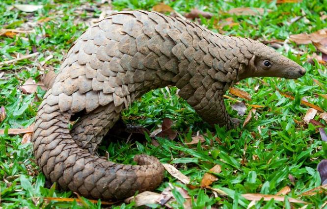 Vảy tê tê có thể cứng đến mức hàm răng của sư tử cũng không thể đâm thủng