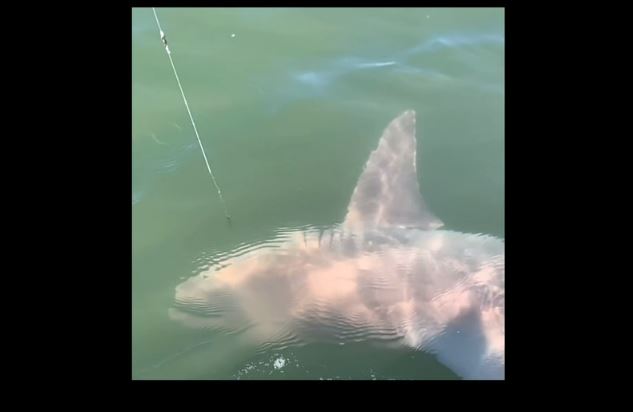 Clip: Câu được cá mập dài gần 2,5 mét khi đang chèo thuyền