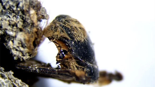 Giải mã xác ướp ong 3.000 năm tuổi - Ảnh 1.