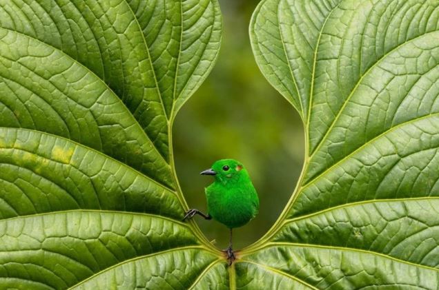 Chiêm ngưỡng ảnh tuyệt đẹp về chim đạt giải quốc tế 2023