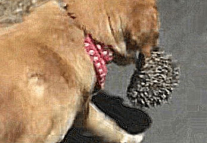 Chó Golden tha về “vật lạ” khiến chủ giật mình hoảng hốt