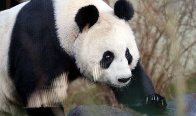 Tìm thấy bộ xương gấu trúc bên trong mộ 2.000 năm tuổi