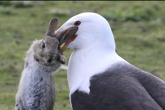 CLIP: Bất ngờ trước sự tàn ác của chim hải âu