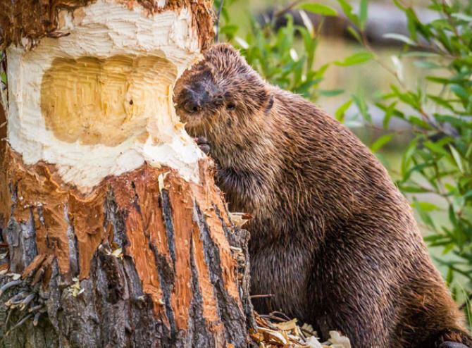 Các nhà khoa học nói về nguyên nhân loài vật ‘ngu ngốc’ nhất thế giới đang có nguy cơ bị tuyệt chủng