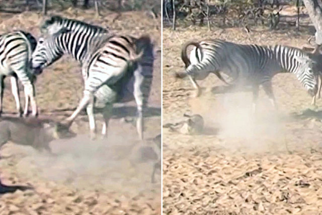 CLIP: Ngựa vằn tung cú đá ‘trời giáng’ khiến lợn bướu co giật