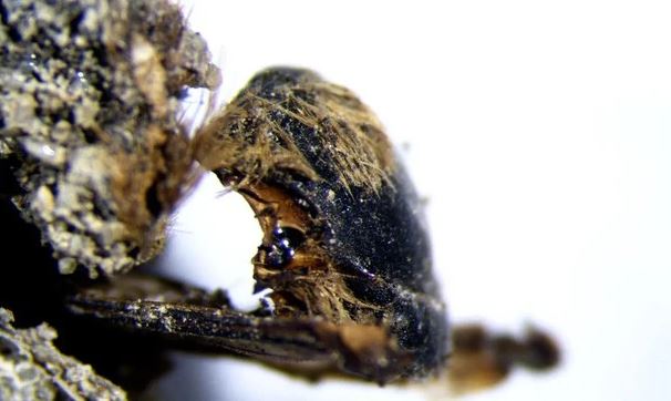 Giải mã xác ướp ong 3.000 năm tuổi