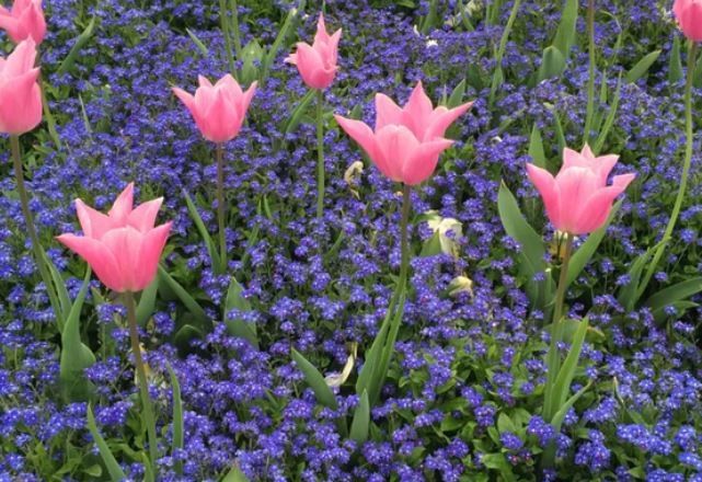 Khu vườn với hàng nghìn loài thực vật được đôi vợ chồng chăm sóc suốt 25 năm