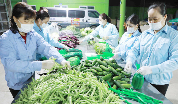 Xuất khẩu nông sản, gỗ sang EU: Ngày càng khó, doanh nghiệp đừng để "nước đến chân mới nhảy"