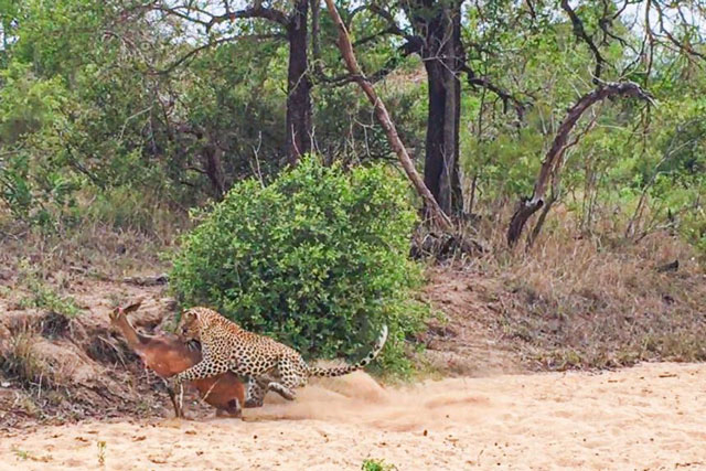 CLIP: Bị rắn hổ mang phun mù mắt, hươu trở thành bữa ăn ngon cho báo hoa mai