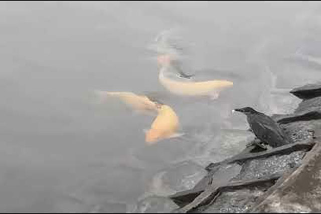 CLIP: Ngỡ ngàng trước cách ‘câu cá’ siêu thông minh của diệc xám