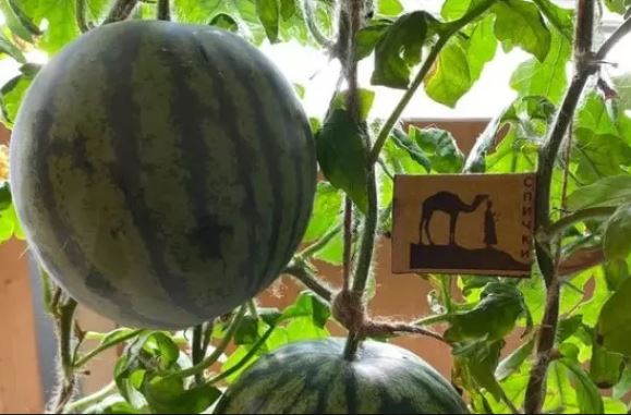 Nga thành công khiến dưa hấu kết trái tại Nam Cực