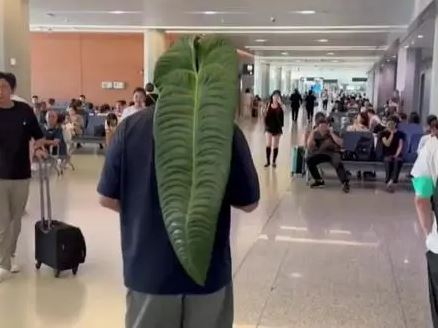 Bị mỉa mai vì ôm chiếc lá lên máy bay, chàng trai khiến mọi người sốc khi tiết lộ 'lai lịch' của nó