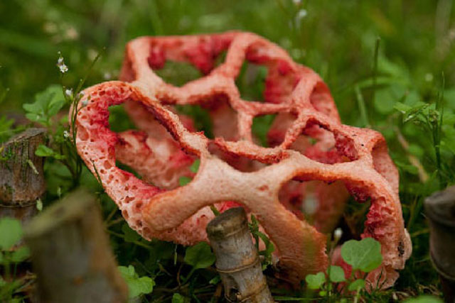 CLIP: Khám phá loài nấm giả xác thối để dụ dỗ ruồi