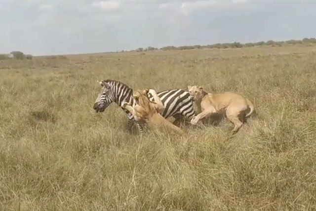 CLIP: Ngựa vằn ác chiến giành sự sống trước sư tử
