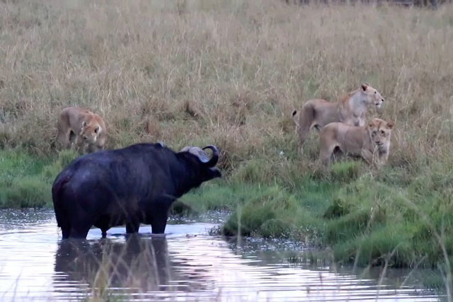 CLIP: Trâu rừng cố thủ dưới nước khiến sư tử ‘lực bất tòng tâm’