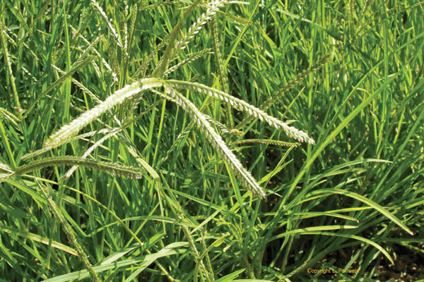 Nhà có bà bầu và con nít biết dùng cỏ mần trầu sẽ không phải tiếc hùi hụi của trời cho