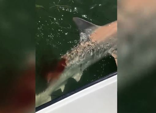 Clip: Câu được cá mập, không ngờ bị cá mập lớn hơn ăn mất một phần