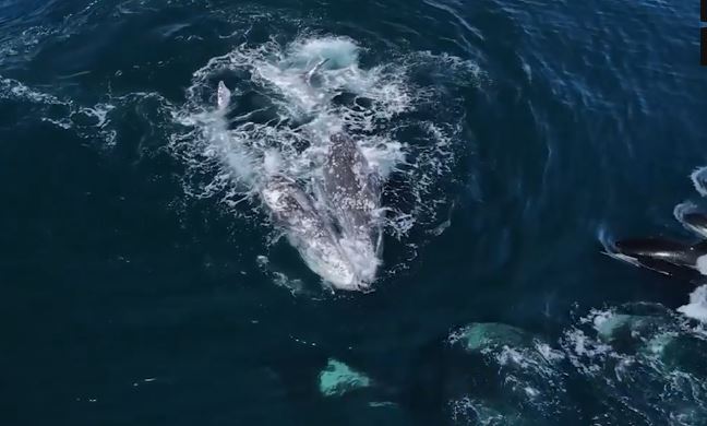 Clip: Cá voi xám chiến đấu chống lại 30 con cá voi sát thủ