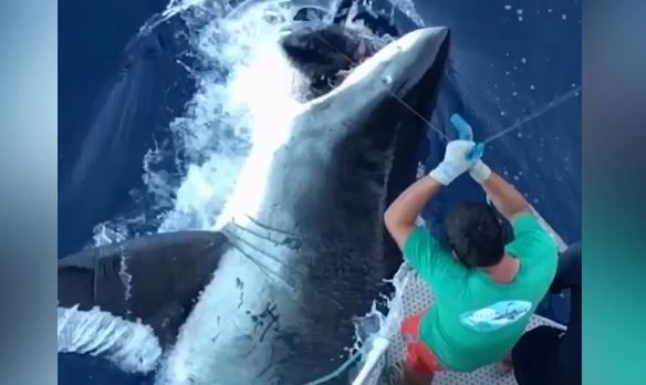 Clip: Cá mập trắng khổng lồ lao lên khỏi mặt nước săn mồi