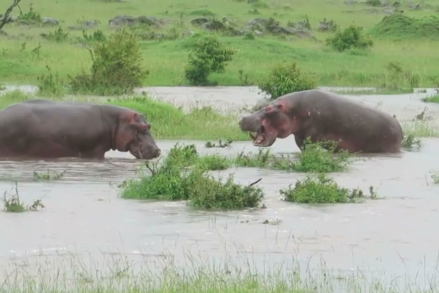 CLIP: Màn ‘khẩu chiến’ kịch tính của 2 con hà mã