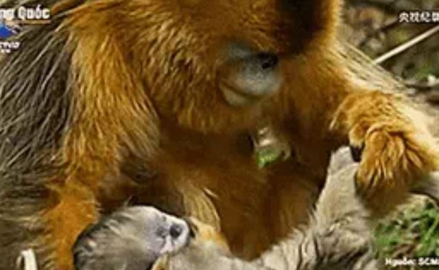 Cảm động hình ảnh khỉ mẹ tiễn con lần cuối