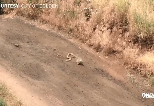 Clip: Rắn hổ trâu liên tục tấn công, thỏ con đơn độc chiến đấu và màn lật kèo bất ngờ