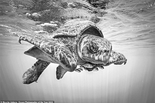 Ngắm những bức ảnh dưới nước đẹp nhất năm 2023: Đánh bại hàng ngàn tác phẩm để thắng giải nhiếp ảnh đại dương vi diệu - Ảnh 6.
