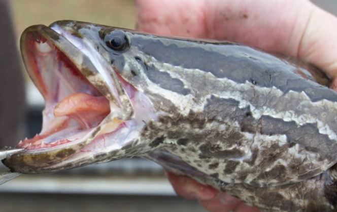 Loài cá gốc châu Á nào có thể bò trên cạn đang xâm lấn khiến nước Mỹ yêu cầu gặp là giết?