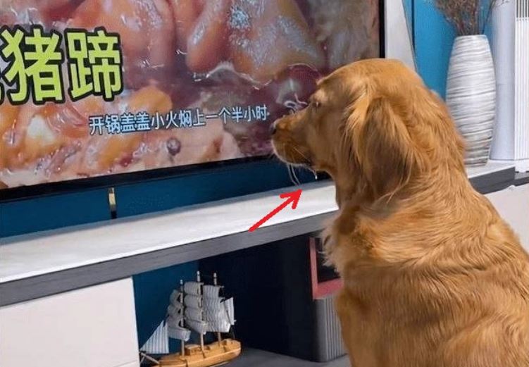 Đưa chó Golden sang nhà hàng xóm chơi đúng giờ cơm trưa, chủ khóc dở mếu dở với hành động này của chó cưng