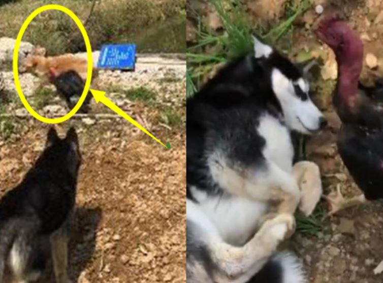 Gửi chó cưng ngỗ ngược về quê, 30 phút sau, chàng trai tá hỏa khi nhận được cuộc gọi từ người thân