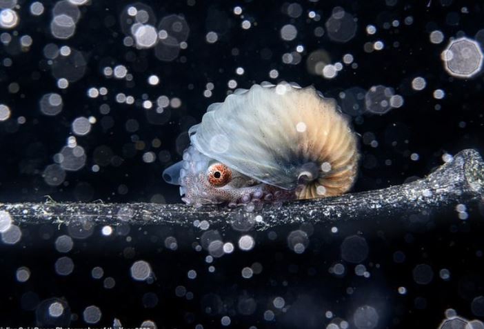 Ngắm những bức ảnh dưới nước đẹp nhất năm 2023: Đánh bại hàng ngàn tác phẩm để thắng giải nhiếp ảnh đại dương