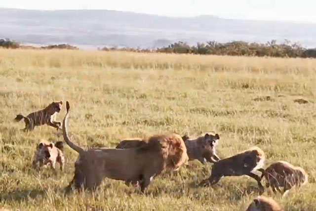 CLIP: Linh cẩu mất mạng vì ‘trêu chọc’ sư tử đực