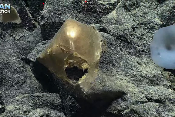 Phát hiện "trứng vàng" bí ẩn dưới đáy đại dương