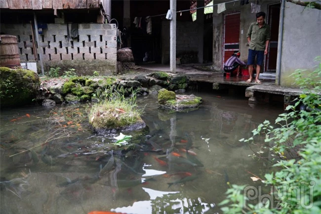 Hầu như mỗi nhà dân nơi đây đều có một cái ao nhỏ nuôi cá bỗng, cá trắm... để phục vụ gia đình và du khách