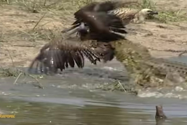 CLIP: Cá sấu đoạt mạng chim kền kền trong ‘một nốt nhạc’