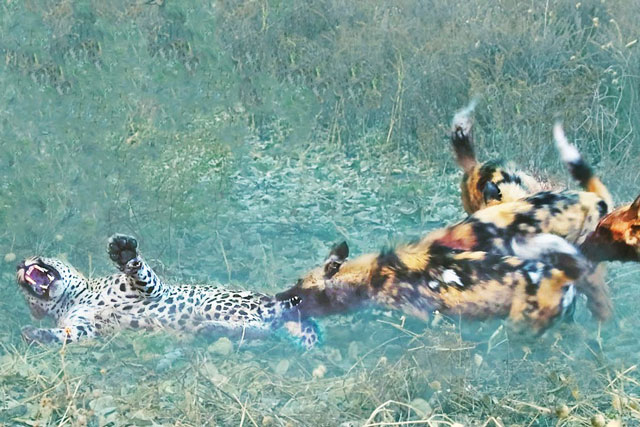 CLIP: Báo hoa mai ‘ăn quả đắng’ vì giết chết chó hoang con