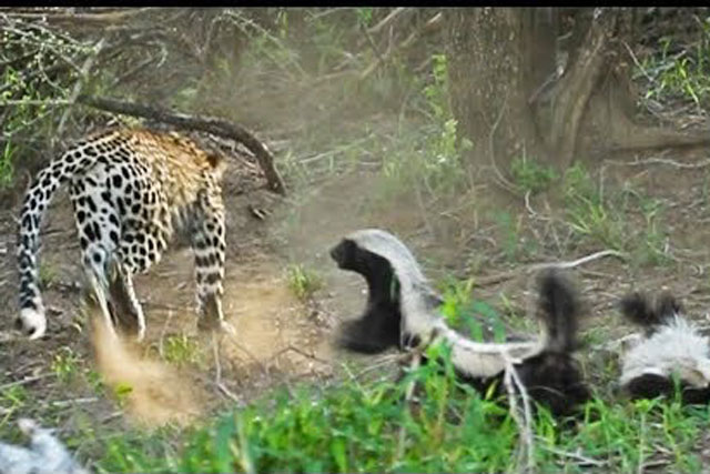 CLIP: Lửng mật tấn công báo hoa mai, giải cứu con ngoạn mục