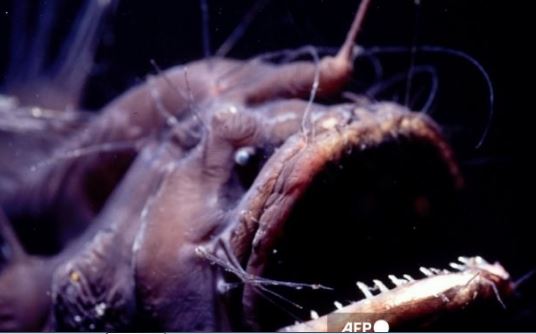 Những loài sinh vật tiến hóa kỳ lạ