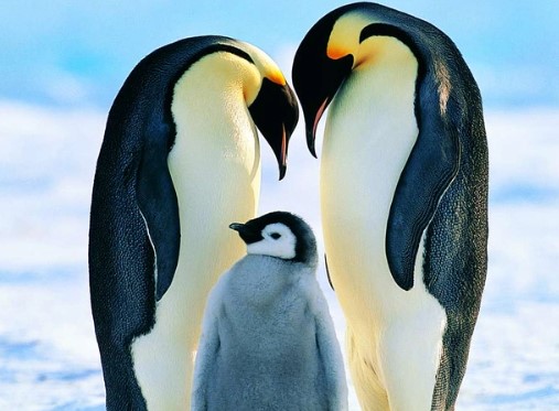 Chim cánh cụt hoàng đế ngừng sinh sản do biến đổi khí hậu