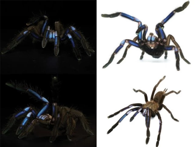 Phát hiện loài nhện xanh như tia lửa điện đầy mê hoặc ở Thái Lan ảnh 1