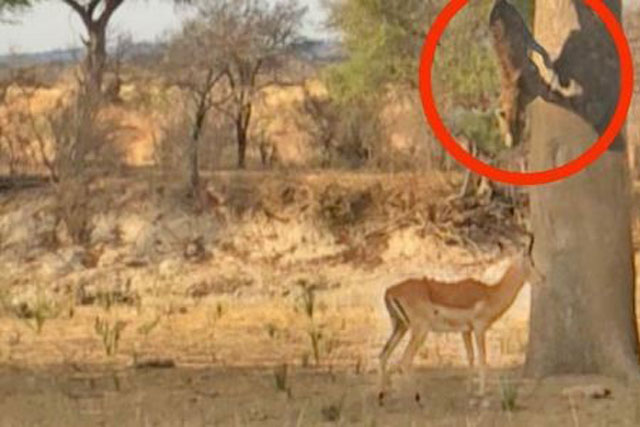 Clip: Báo hoa mai phục kích, đoạt mạng linh dương từ ngọn cây