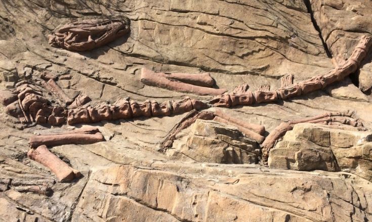 Phát hiện hóa thạch khủng long quý hiếm có niên đại 130 triệu năm